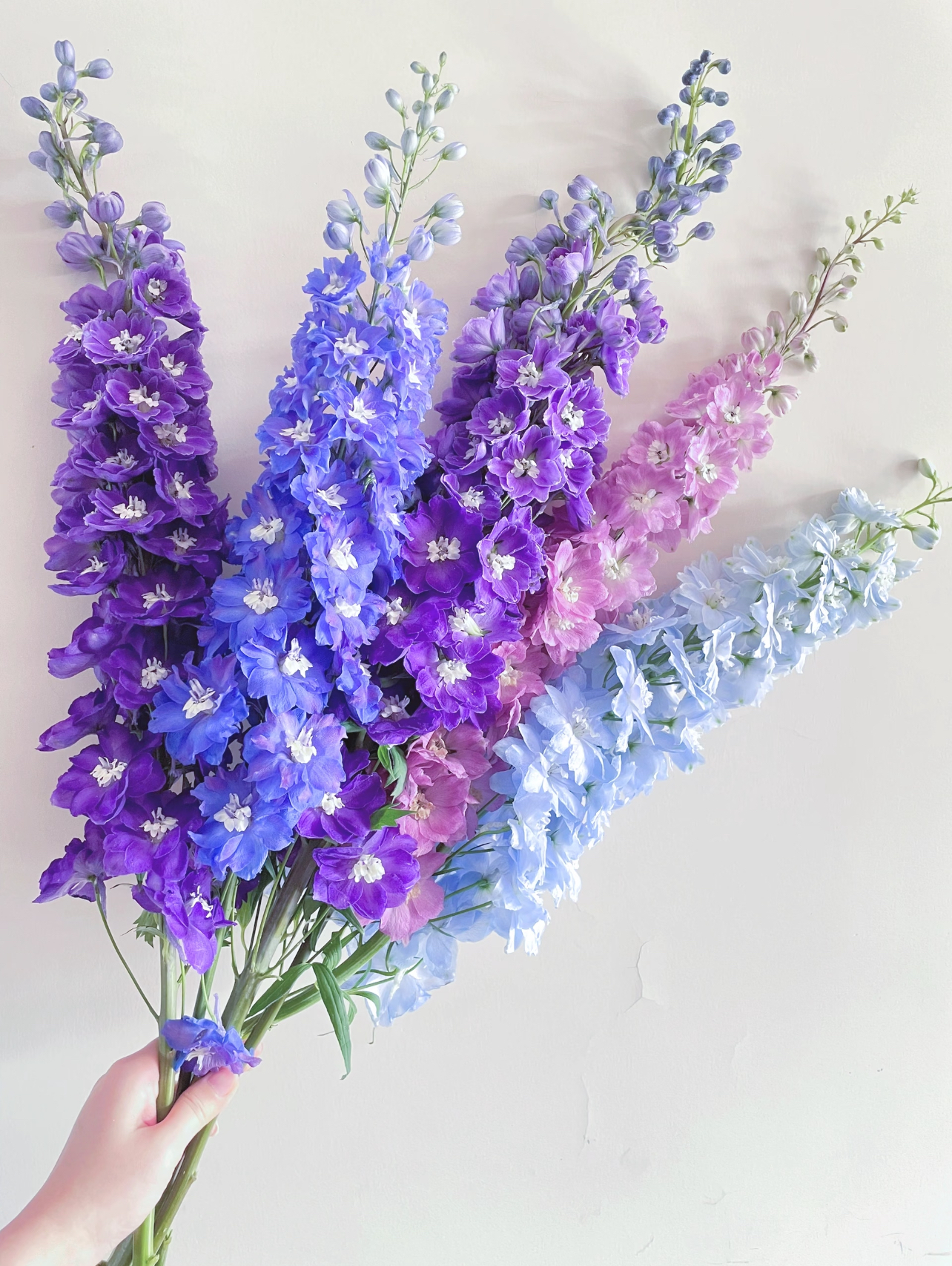 1～1.3米A级「大飞燕」5支装