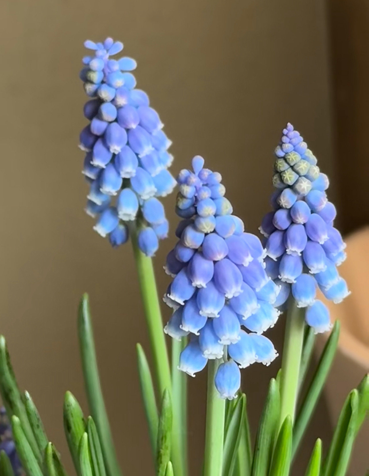 「带种球」葡萄风信子5支（0度地区拍保温·否则冻坏不售后）,鲜花速递/花卉仿真/绿植园艺,花材,淘宝优惠券,粉丝福利购,淘宝优惠卷