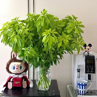 3单顺丰 森林系「墨西哥橘叶」1扎 2单中通