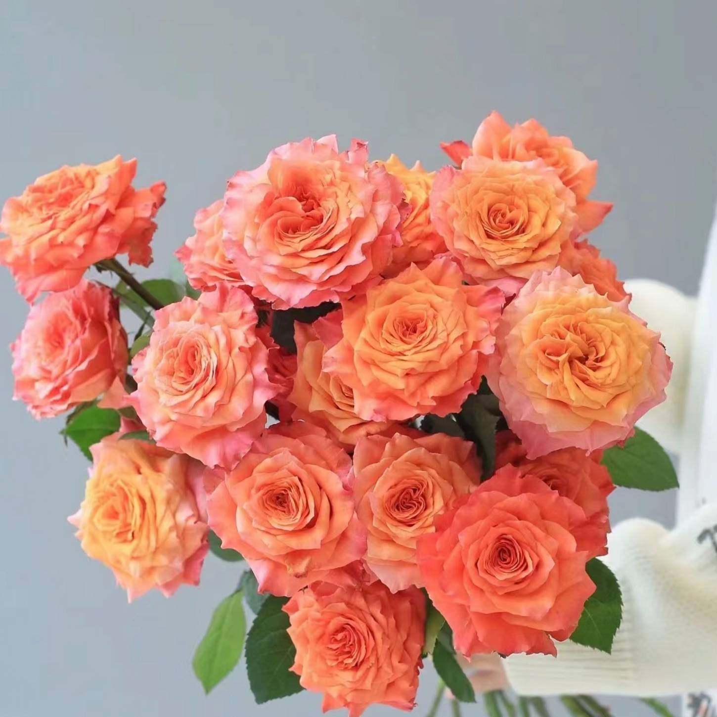 玫瑰「火灵鸟」10支（满20包邮）,鲜花速递/花卉仿真/绿植园艺,花材,淘宝优惠券,粉丝福利购,淘宝优惠卷