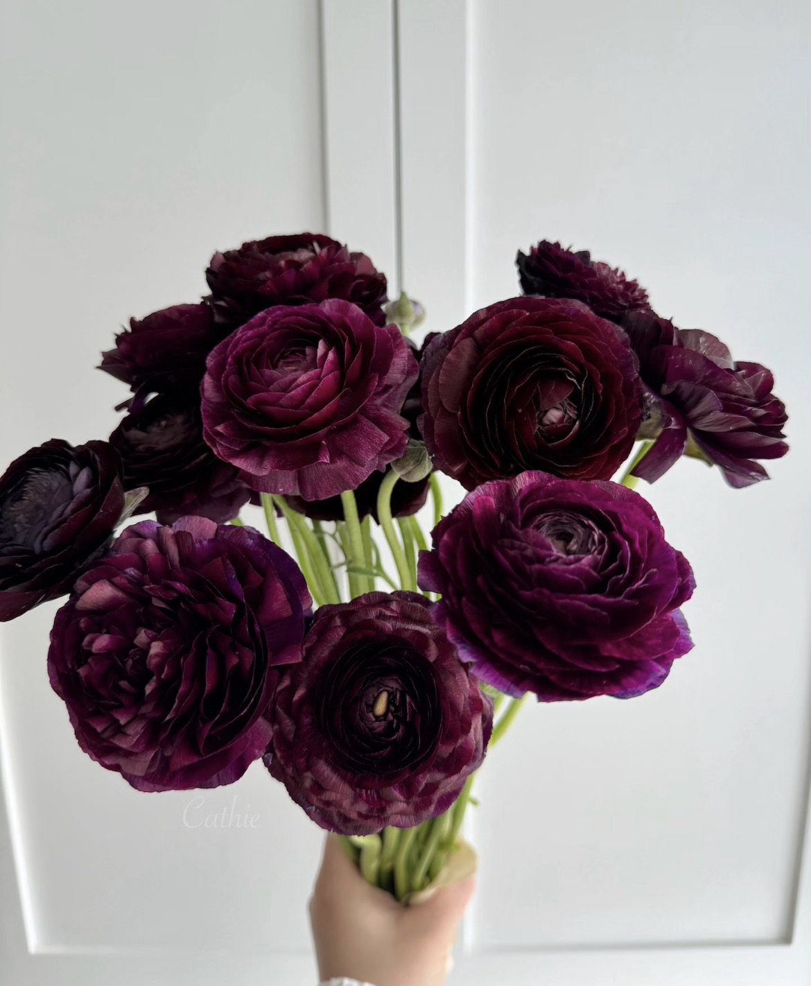 大长腿A级「黑天鹅」洋牡丹1扎,鲜花速递/花卉仿真/绿植园艺,花材,淘宝优惠券,粉丝福利购,淘宝优惠卷