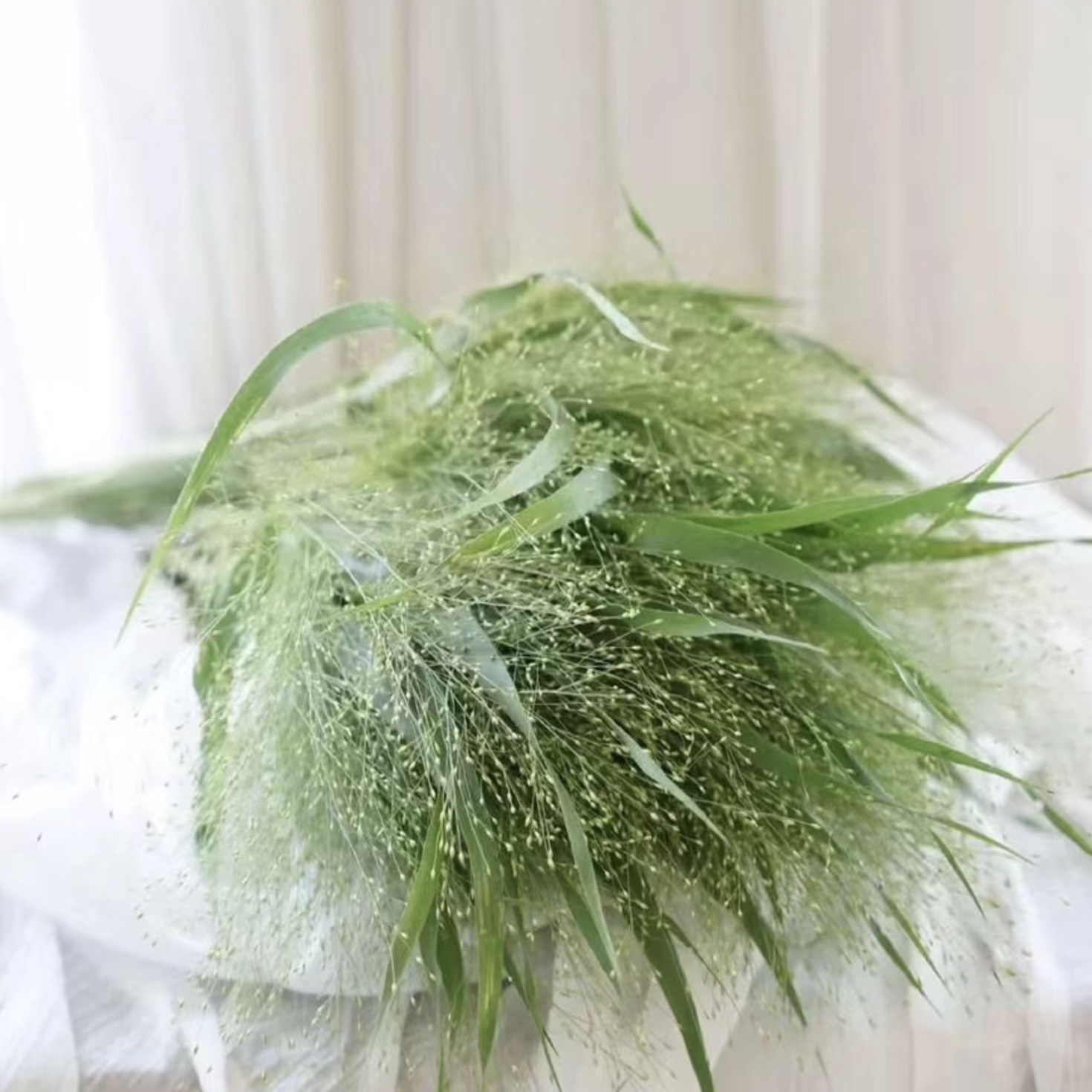 「喷泉草」小众配花（1单中通·2单顺丰）