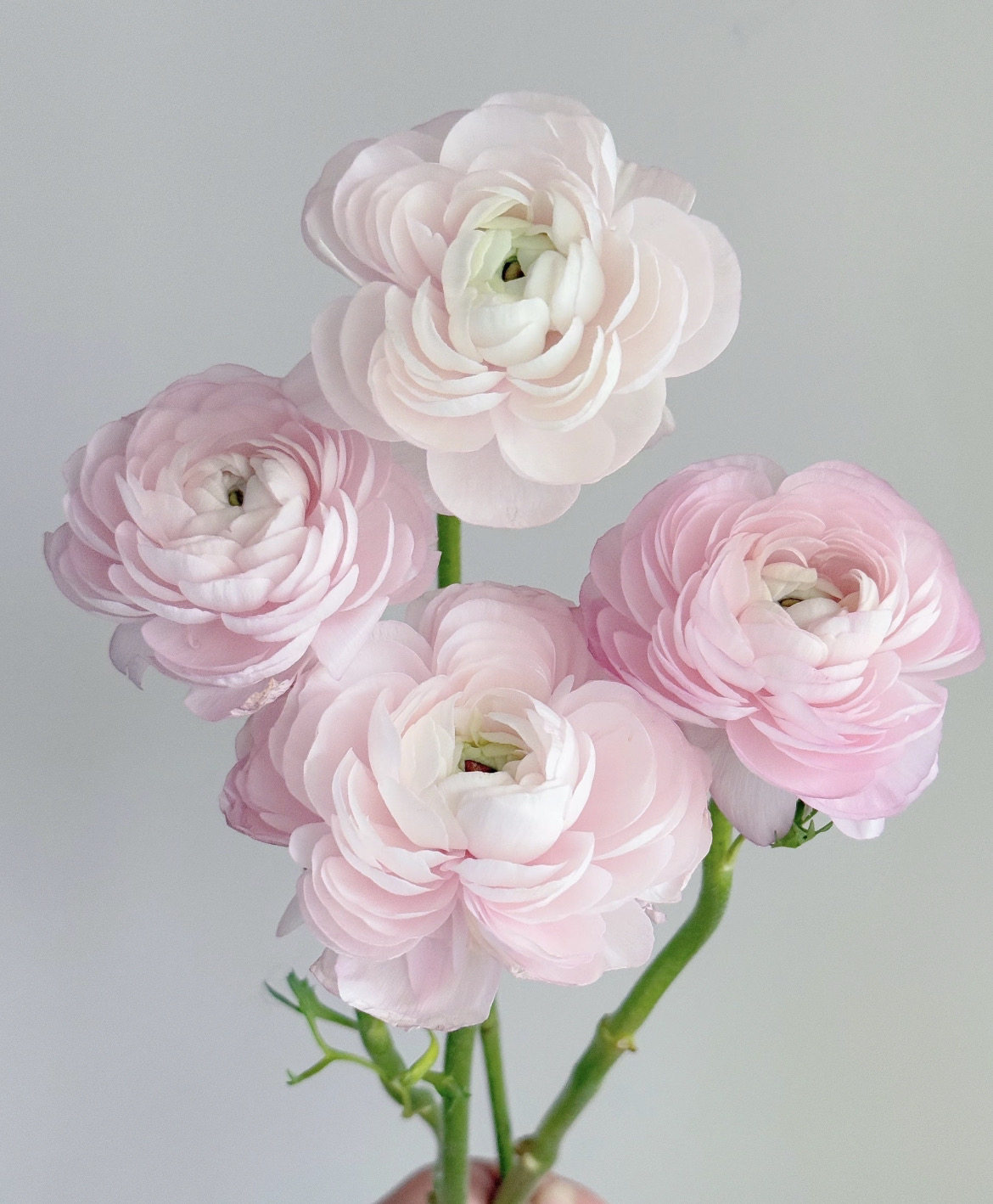 大长腿A级「荷花酥」洋牡丹1扎,鲜花速递/花卉仿真/绿植园艺,花材,淘宝优惠券,粉丝福利购,淘宝优惠卷