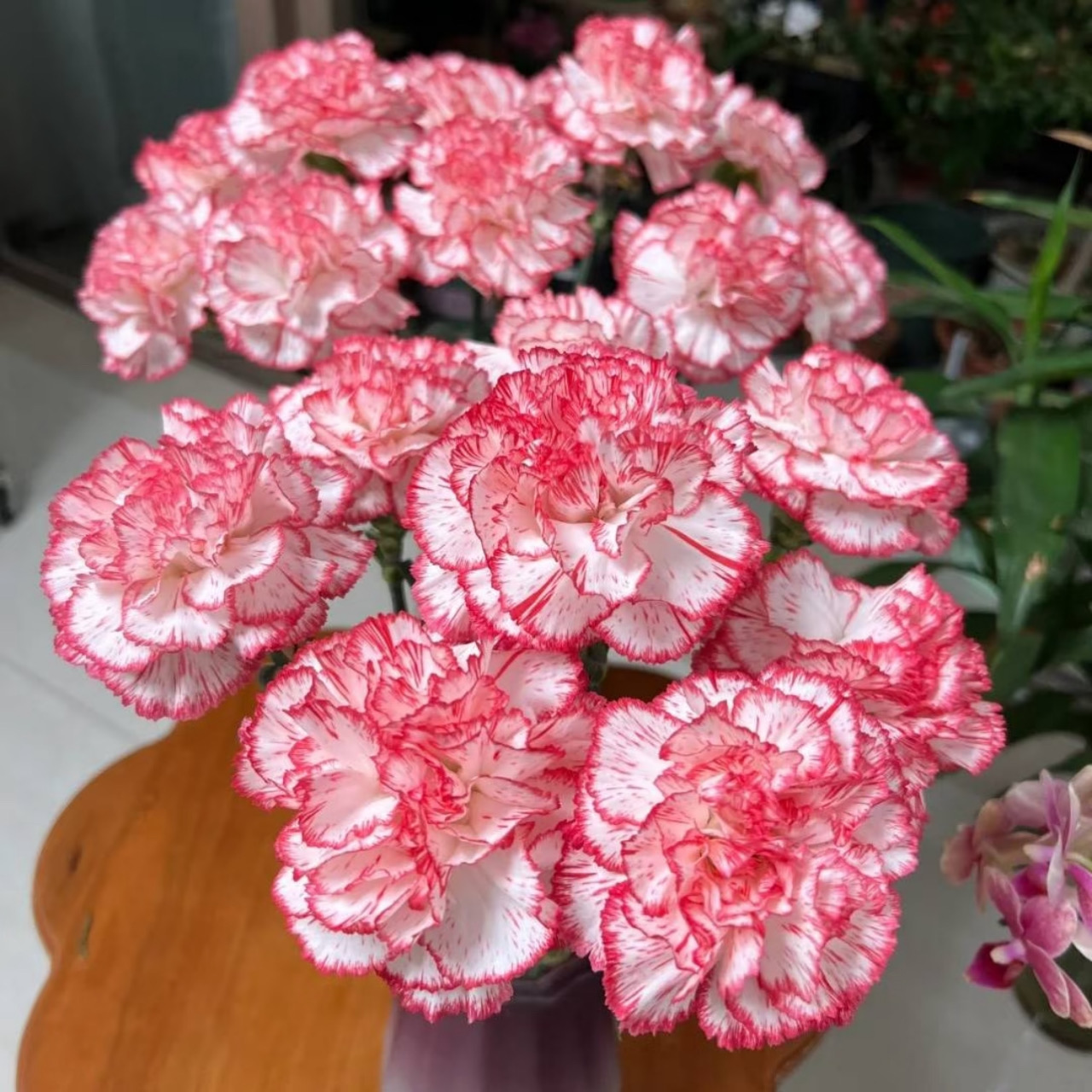 康乃馨「伊人」20支（2单中通·3单顺丰）