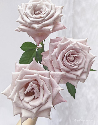 单头玫瑰「曼塔」10支 （2件包邮）