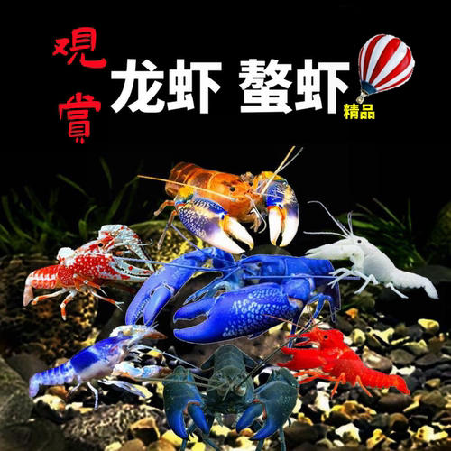 鳌虾观赏龙虾火山天空青花瓷幽灵