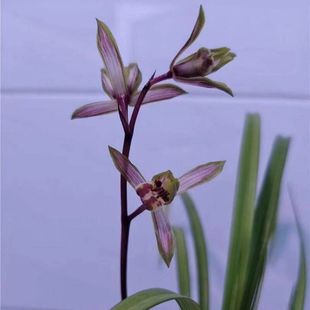 中透兰花苗送春花艺双全【仙湖彩虹】漂亮秋芝室内外浓香绿植