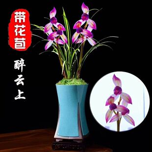 带花苞细叶新品兰花苗【醉云上】浓香绿植室内外花卉大全当年开花