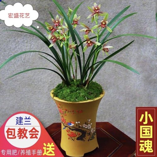 名贵花苗国魂建兰室内小宏盛花艺