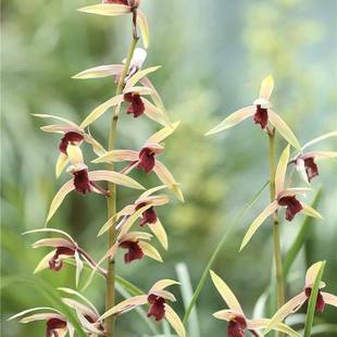 带花苞兰花苗蕙兰【红颜知己】室内外浓香型阳台绿植花卉大全盆栽