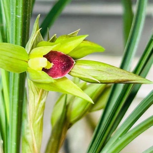 兰花苗送春新品【天宝红素】漂亮秋芝室内外浓香绿植花卉大全