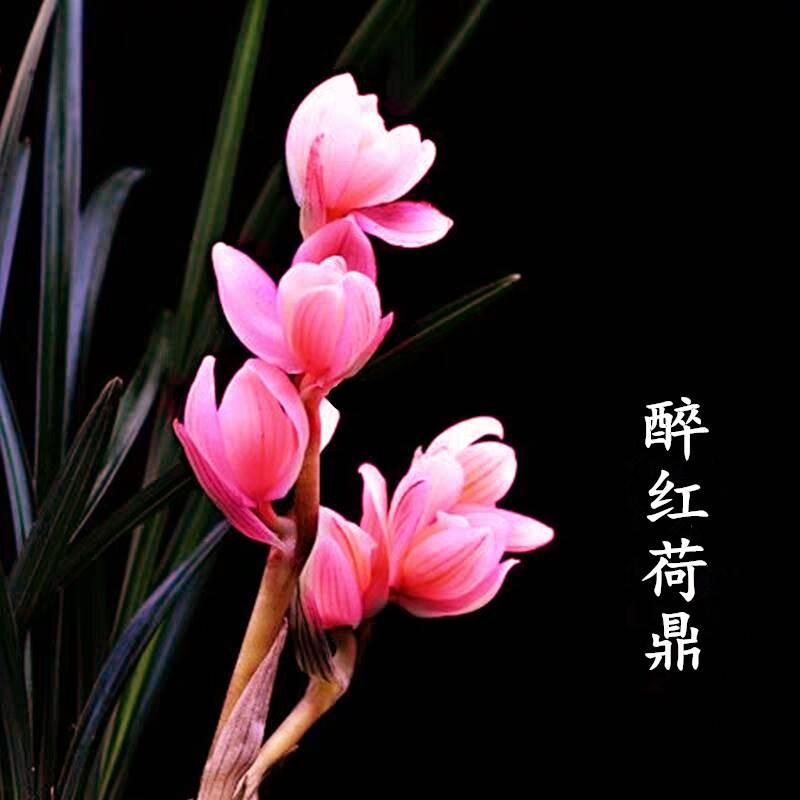 春兰带花苞开花浓香型兰花【醉红荷鼎】室内阳台盆栽高档花卉大全