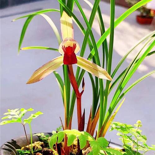 浓香型花苞春兰品种红艳名品名贵