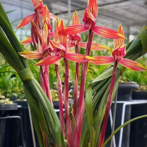 浓香型兰花花苞新品水仙室内办公