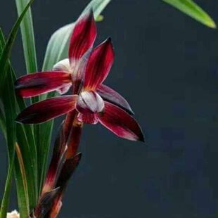 带花苞兰花苗春兰色花【娄山红】新品阳台盆栽室内外花卉大全