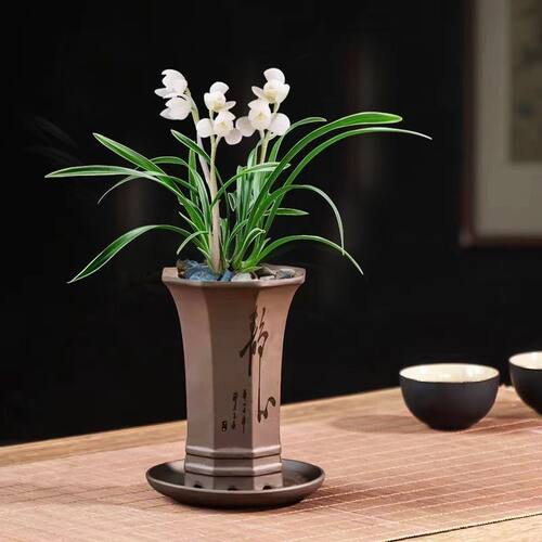 浓香型金边兰花新品白玉建兰办公