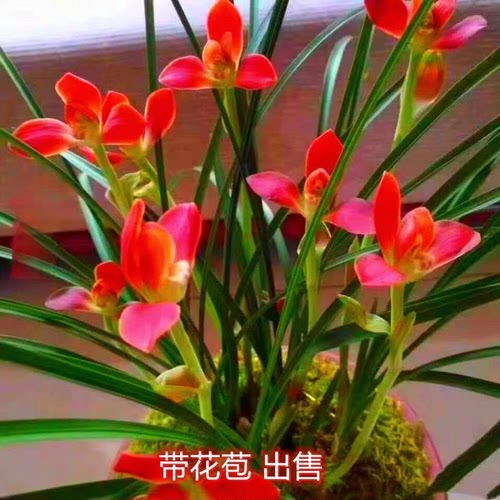 浓香型春兰花苞大全新品花卉内外
