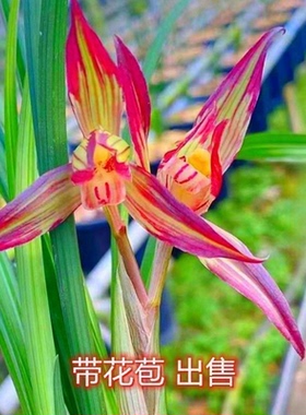 兰花带花苞国兰新品盆栽花卉大全【江山如画】春兰开花浓香型绿植