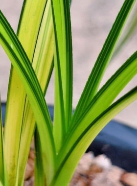 精品名贵兰花苗室内外中透惠兰锯齿细叶【金黄色仙女】兰花苗好养