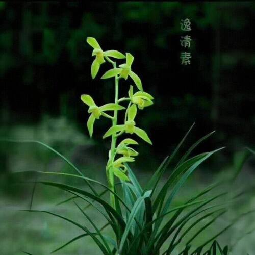 花苞花苗蕙兰内外盆栽花卉大全带