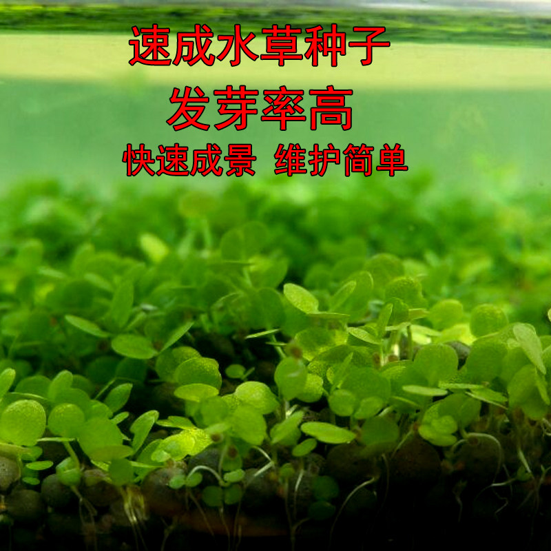 前景迷你小对叶套餐活体水草种子