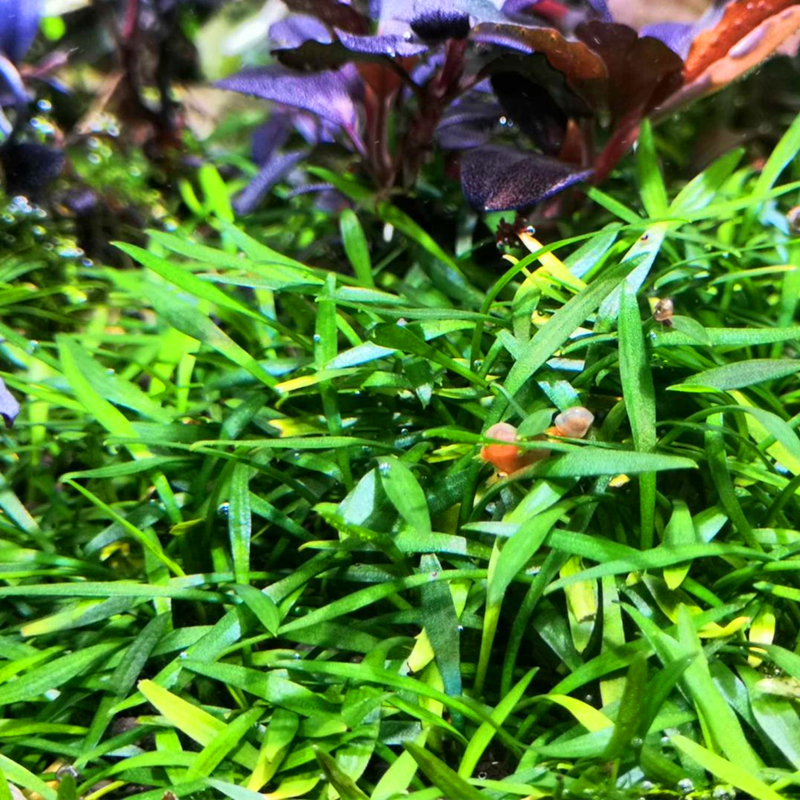 造景椒草活体前景水草