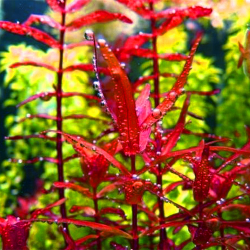 自养淡水鱼缸装饰草缸造景中后景水草尖叶蝴蝶迷你蝴蝶豹纹红蝴蝶