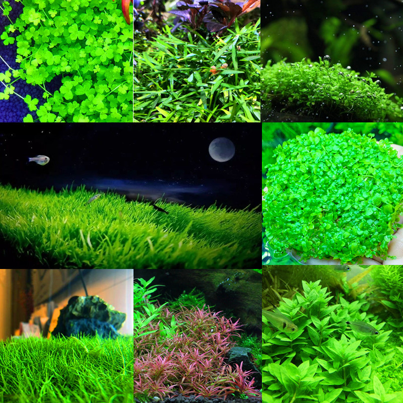 鱼缸造景水草包邮趴地珍珠牛毛