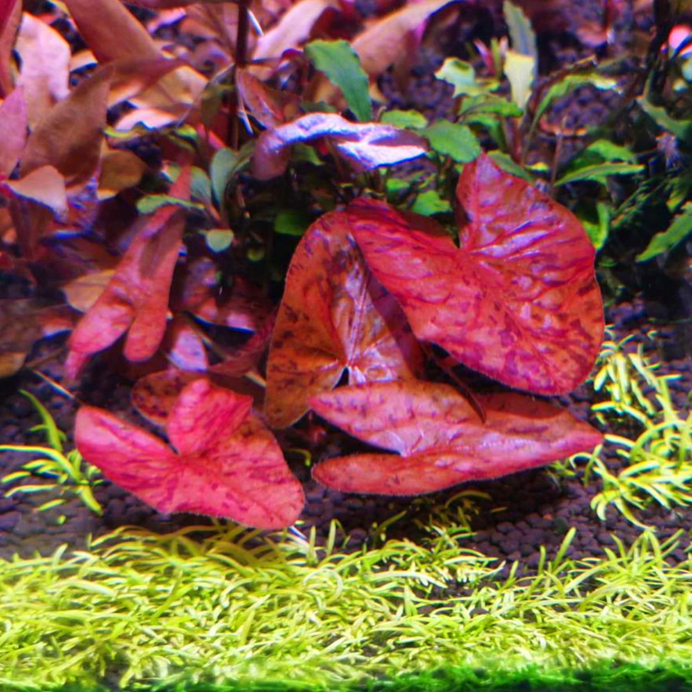 红虎斑睡莲 自养水中叶淡水鱼缸草缸造景椒草类真活体中景水草