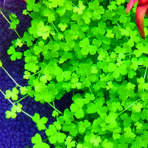 水草植物造景活体迷你天胡荽