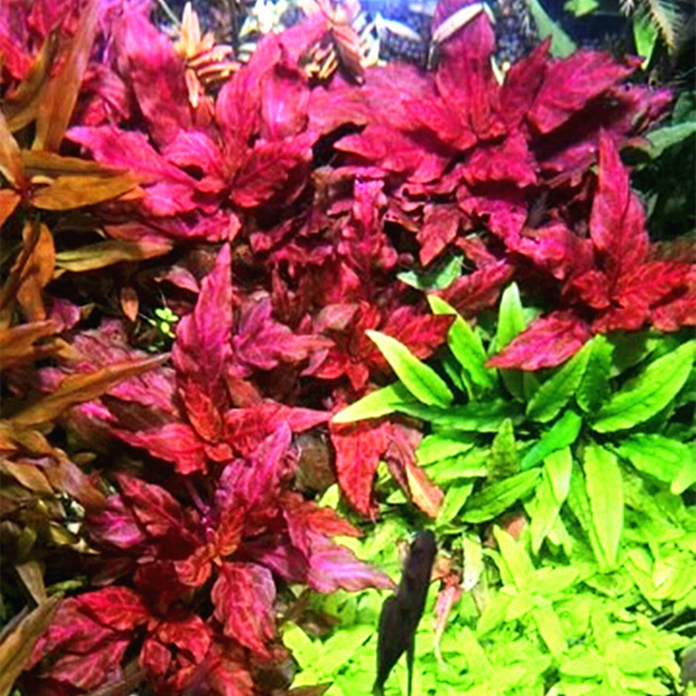 豹纹血心兰自养水中叶淡水鱼缸草缸造景有茎类真活体中景特惠水草