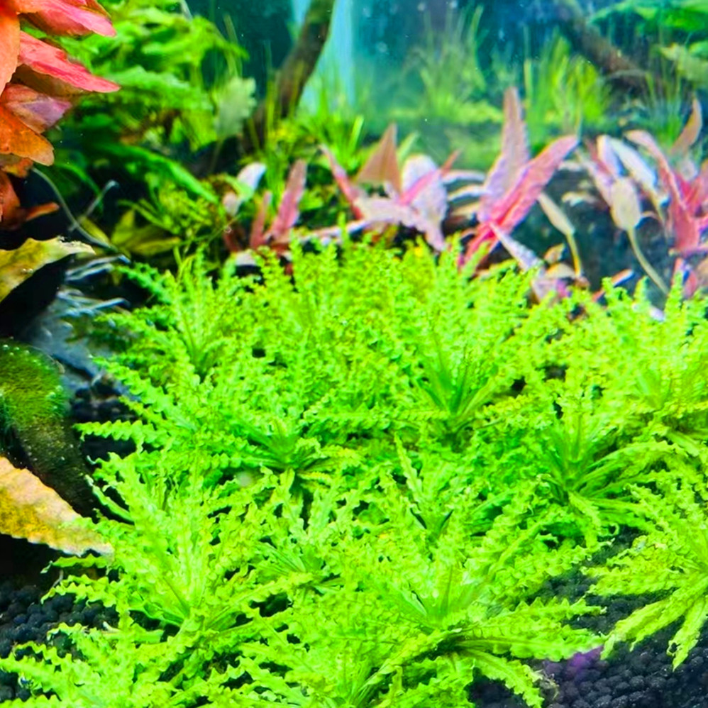 自养中后景水草活体淡水草缸装饰造景 喷泉太阳 普太 谷精 红太阳