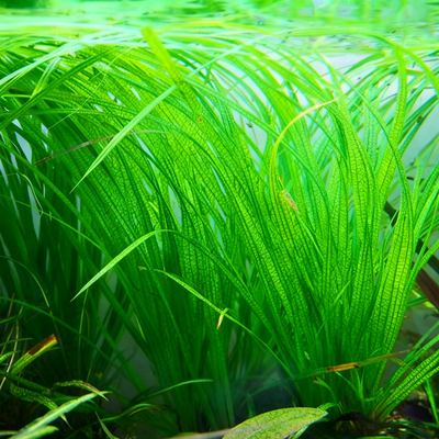 中后景水草水剑特价造景活体