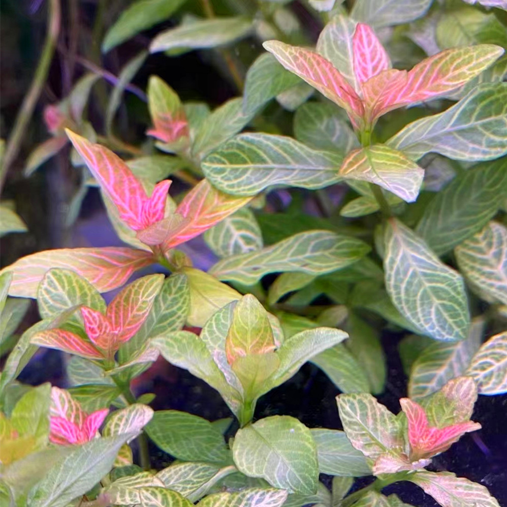 红丝青叶自养淡水鱼缸活体装饰草缸造景有茎类真活体中后景水草