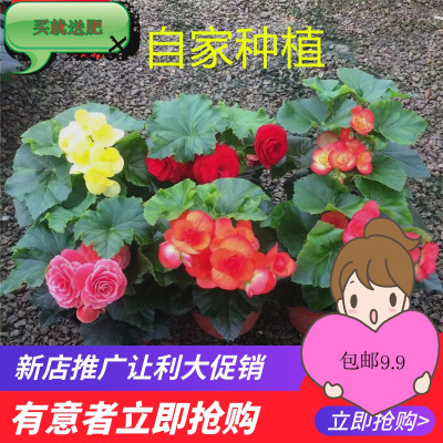 四季玫瑰重瓣丽格海棠发货包邮