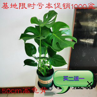 龟背竹盆栽大型绿植室内水培植物植物四季客厅仙洞开背龟背竹老桩