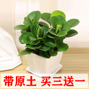 青叶碧玉花豆瓣绿绿植盆栽花卉室内吸二手烟甲醛植物办公室小盆栽