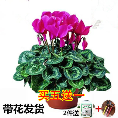 带花仙客来年宵花办公花卉植物
