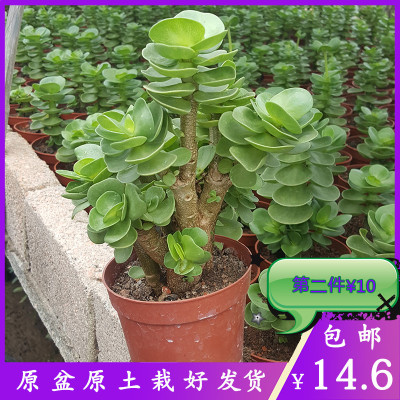 金钱木老桩多肉植物超大盆栽组合