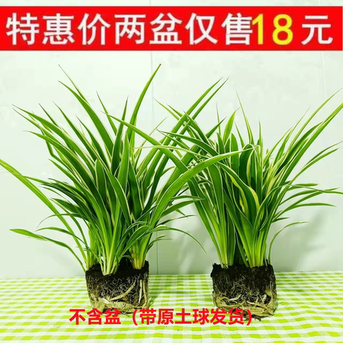 大金边金心吊兰植物室内美观质量好