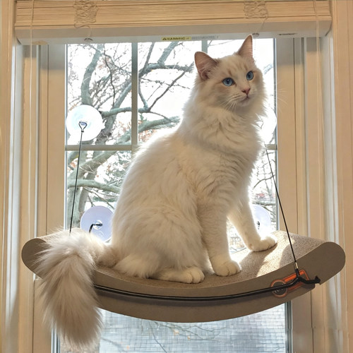 猫抓板kh吸盘窗吊床瓦楞纸猫咪