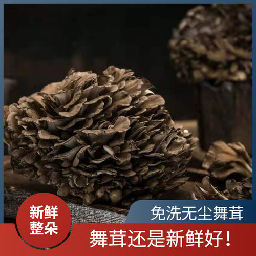 优质生长灰树花舞茸整朵精选