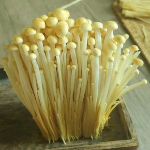 新鲜黄金针菇短爽口润滑嫩 菌香浓郁金色金针菇炒汤作馅百搭食用