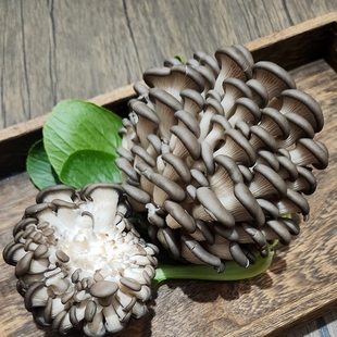 二斤包邮不开伞平菇季节性短期小平菇新鲜菇芽胎芽侧耳菇火锅烧汤