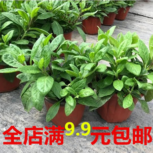 明月草金鸡毛草白凤菜白子菜泰国神仙草尼基罗草降糖草白背三七苗