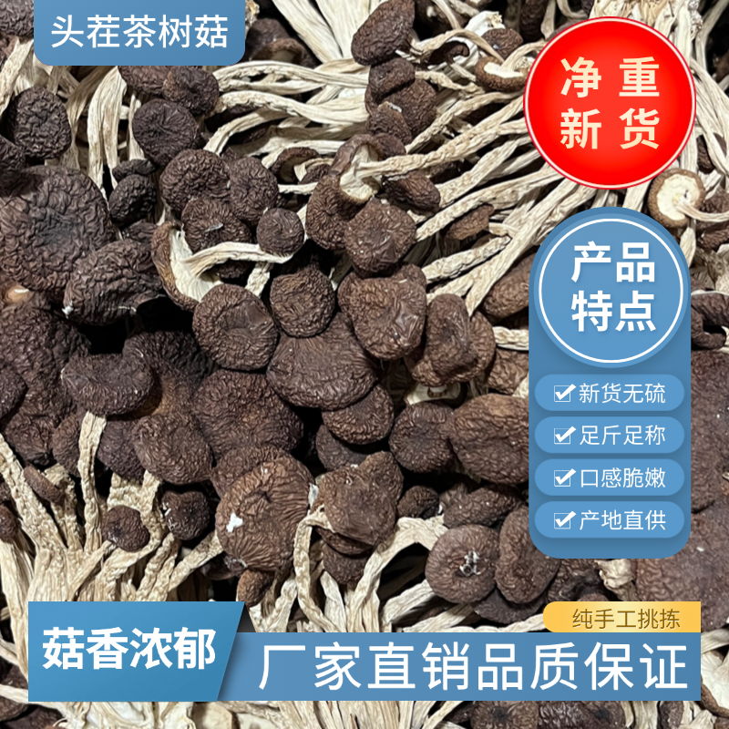 农家自产未开伞茶树菇短柄细嫩