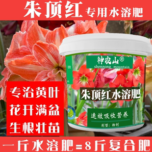朱顶红专用肥料营养液促花球根球茎肥料郁金香仙客来种球通用盆栽