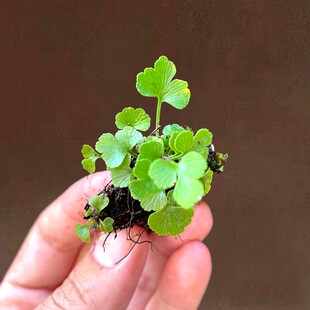 矮种铁角蕨迷你桌面盆栽热带雨林缸造景植物草缸水陆缸室内微景观