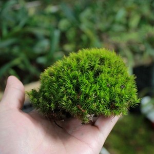 金发藓雨林缸水陆造景绿植加湿制氧白发藓花盆铺面微景观