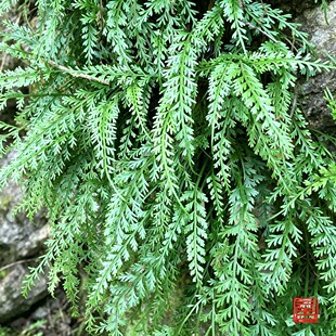 长生铁角蕨四季好养叶可垂可以立养不死绿植盆栽造景植物空气净化